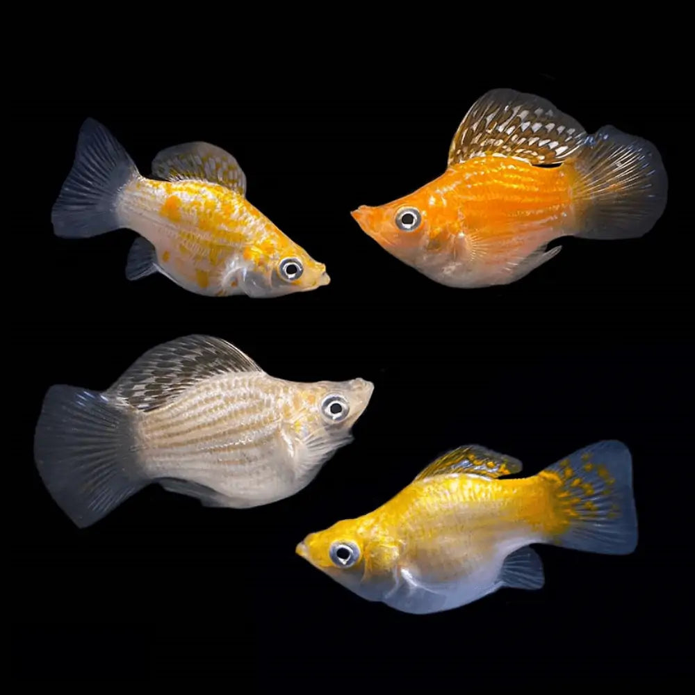 Livebearer Molly Balloon – Tropical Showcase