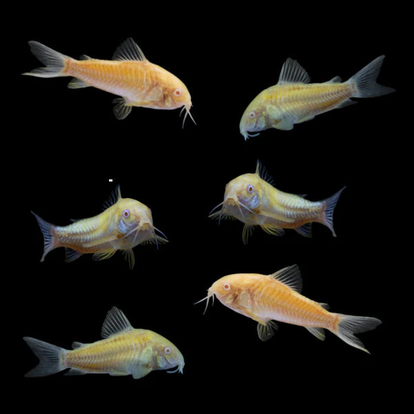 Catfish - Cory Glofish