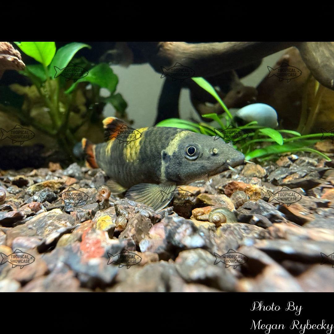 Miscellaneous - Panda Garra