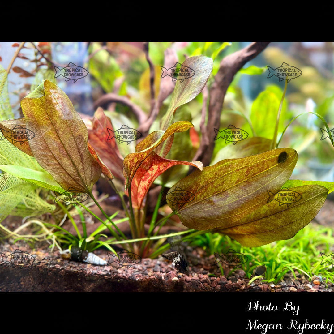 Root - Sword Chocolate Marble