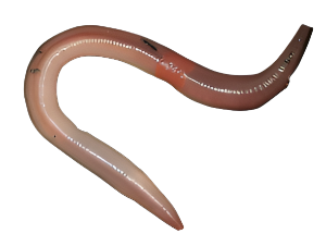 Feeder - Night Crawlers - 12 count