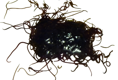 Feeder - Black Worms - Measured