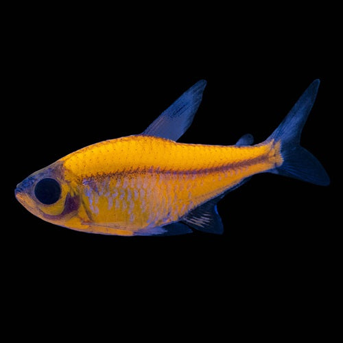 Tetra - Glofish Pristella