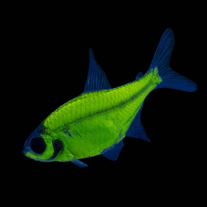 Tetra - Glofish Pristella