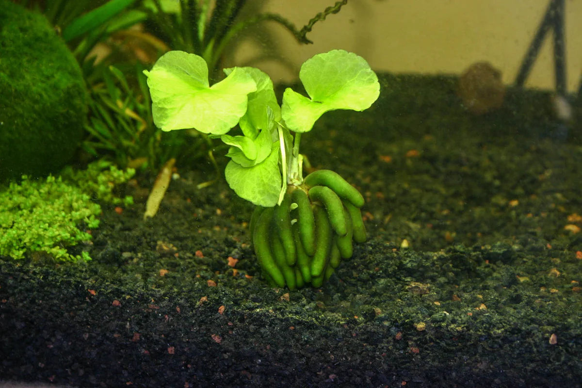 Root - Banana Plant