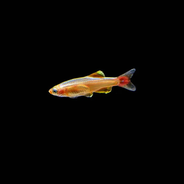 Minnow - White Cloud Gold - WCGN