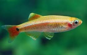 Minnow - White Cloud Gold - WCGN