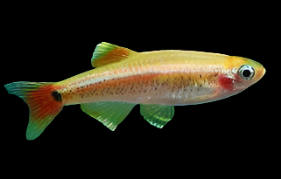 Minnow - White Cloud Gold - WCGN