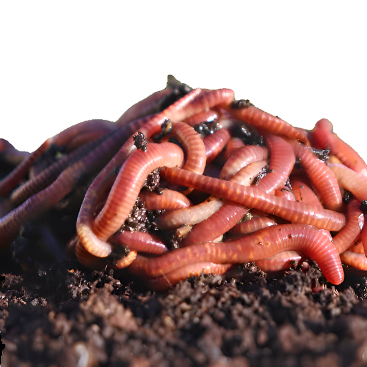 Feeder - Red Wigglers - 24 count