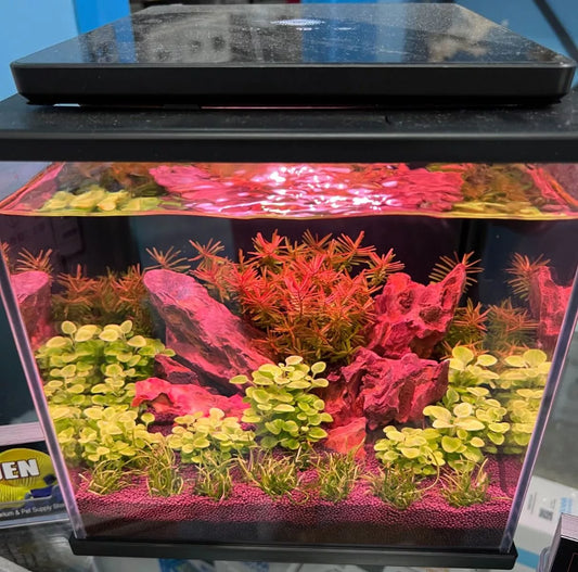 Dice Series Pico Cube Aquarium