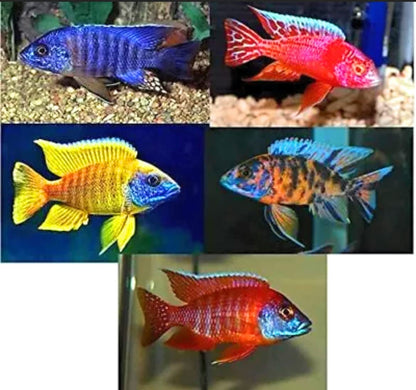 Cichlid African - Peacock Assorted - CAPAAM