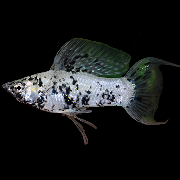 Livebearer - Molly Dalmatian - LMDAM