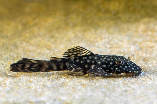Pleco - Bushynose