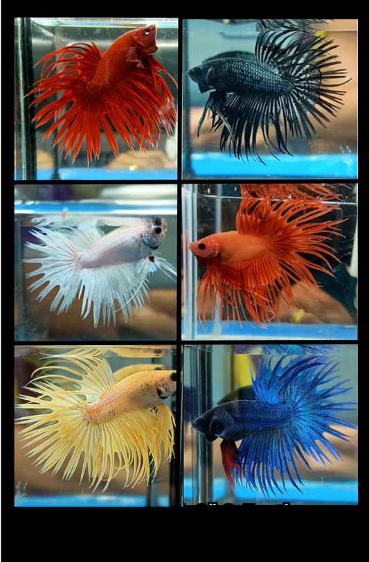 Betta - Crowntail