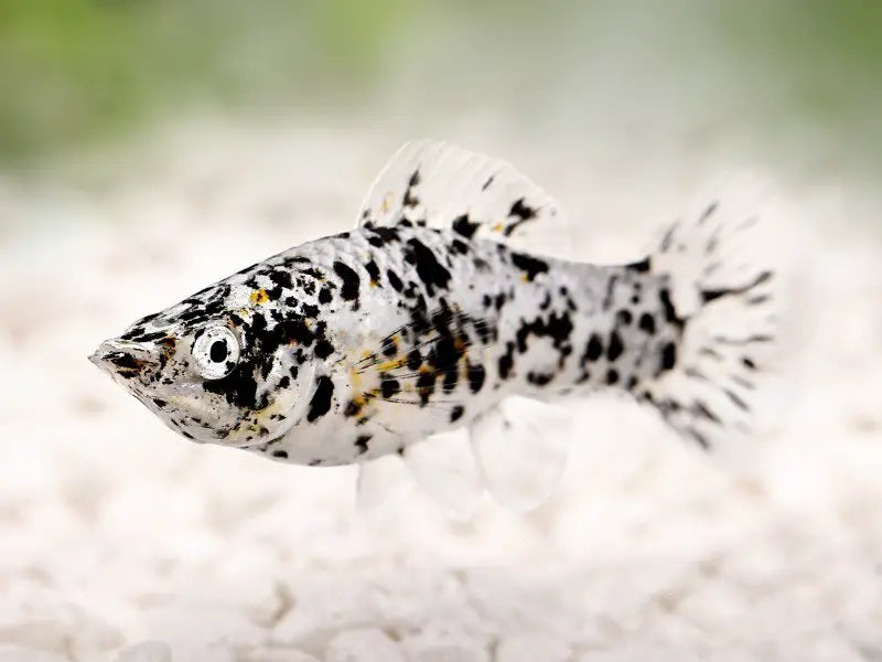 Livebearer - Molly Dalmatian - LMDAM