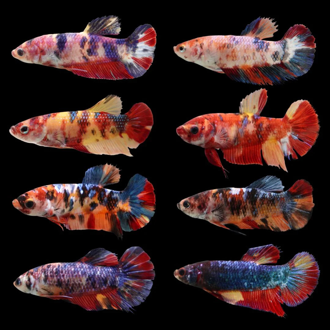 Betta - Koi Show - BKSN