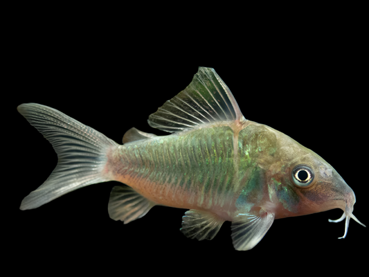Catfish - Cory Brochis Splendens - CCBSN