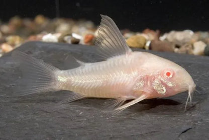 Catfish - Cory Albino