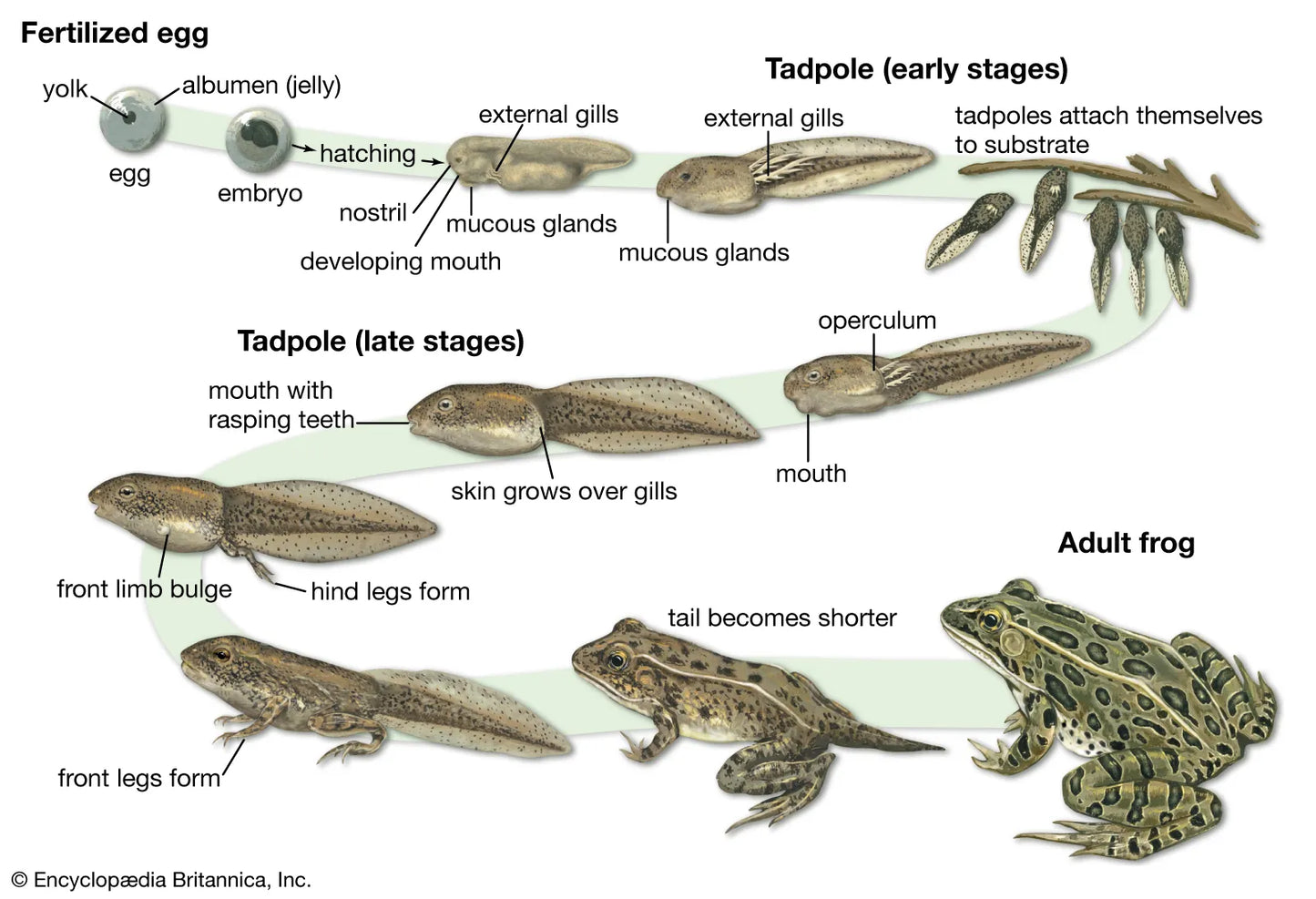 Amphibian - Tadpole