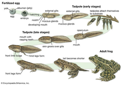 Amphibian - Tadpole - ATAM