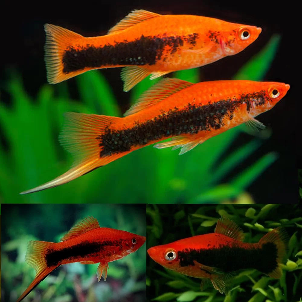 Livebearer - Swordtail Velvet Tux - LSVTN