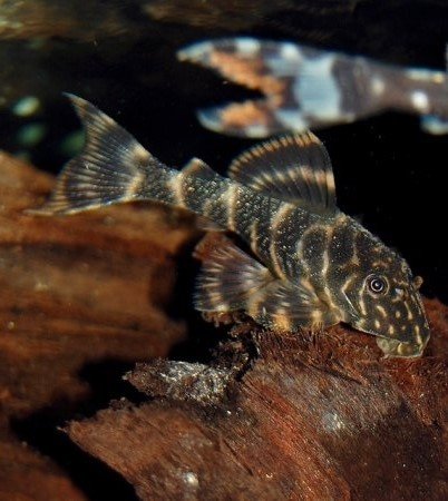 Pleco - Clown - L104