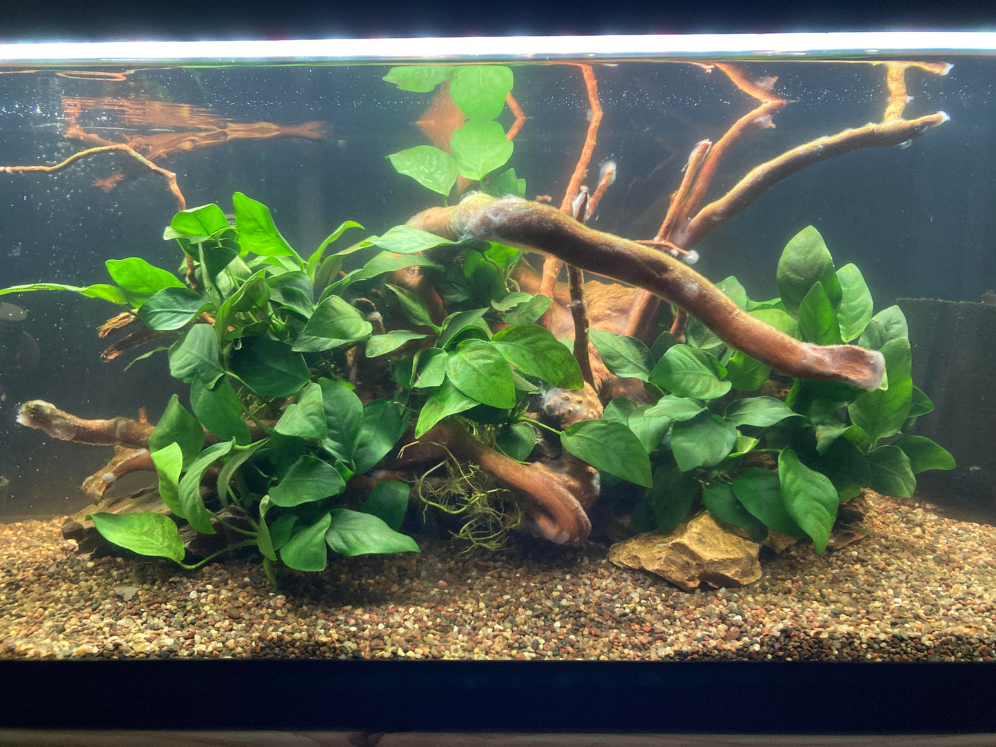 Root - Anubias Assorted