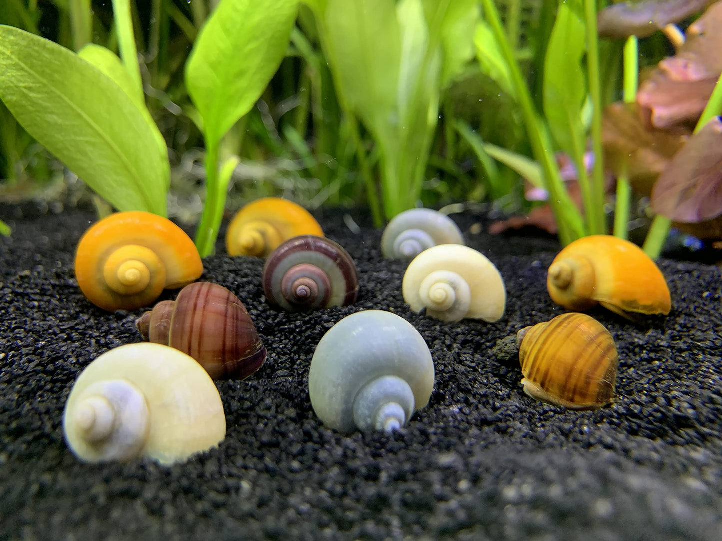 Snail - Mystery