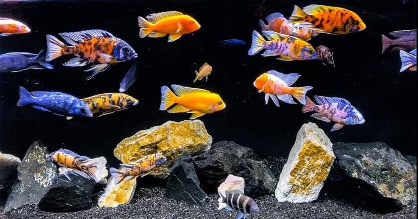 Cichlid African - Peacock Assorted - CAPAAM