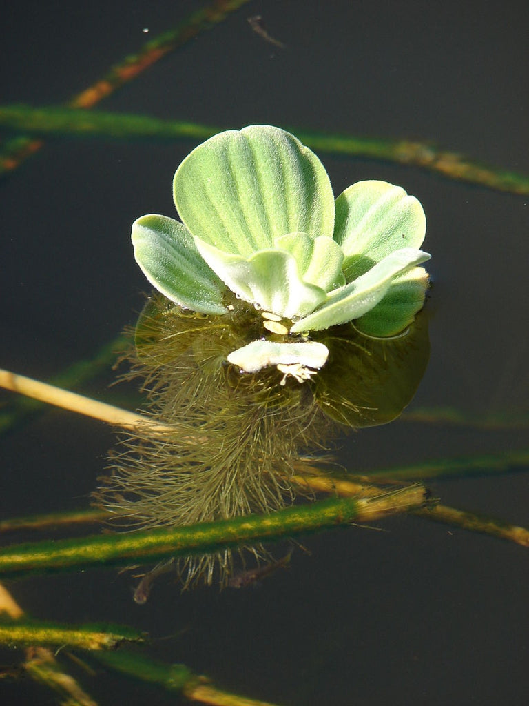 Root - Water Lettuce