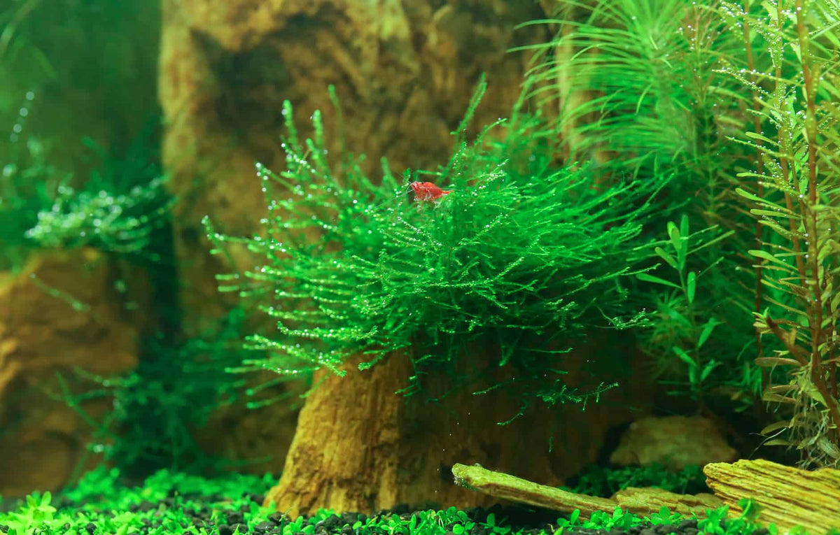 Rooted - Java Moss – Tropical Showcase