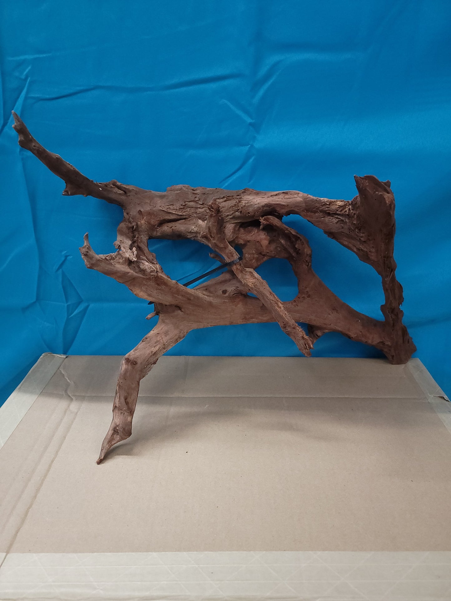 CR Ancient Red Cedar