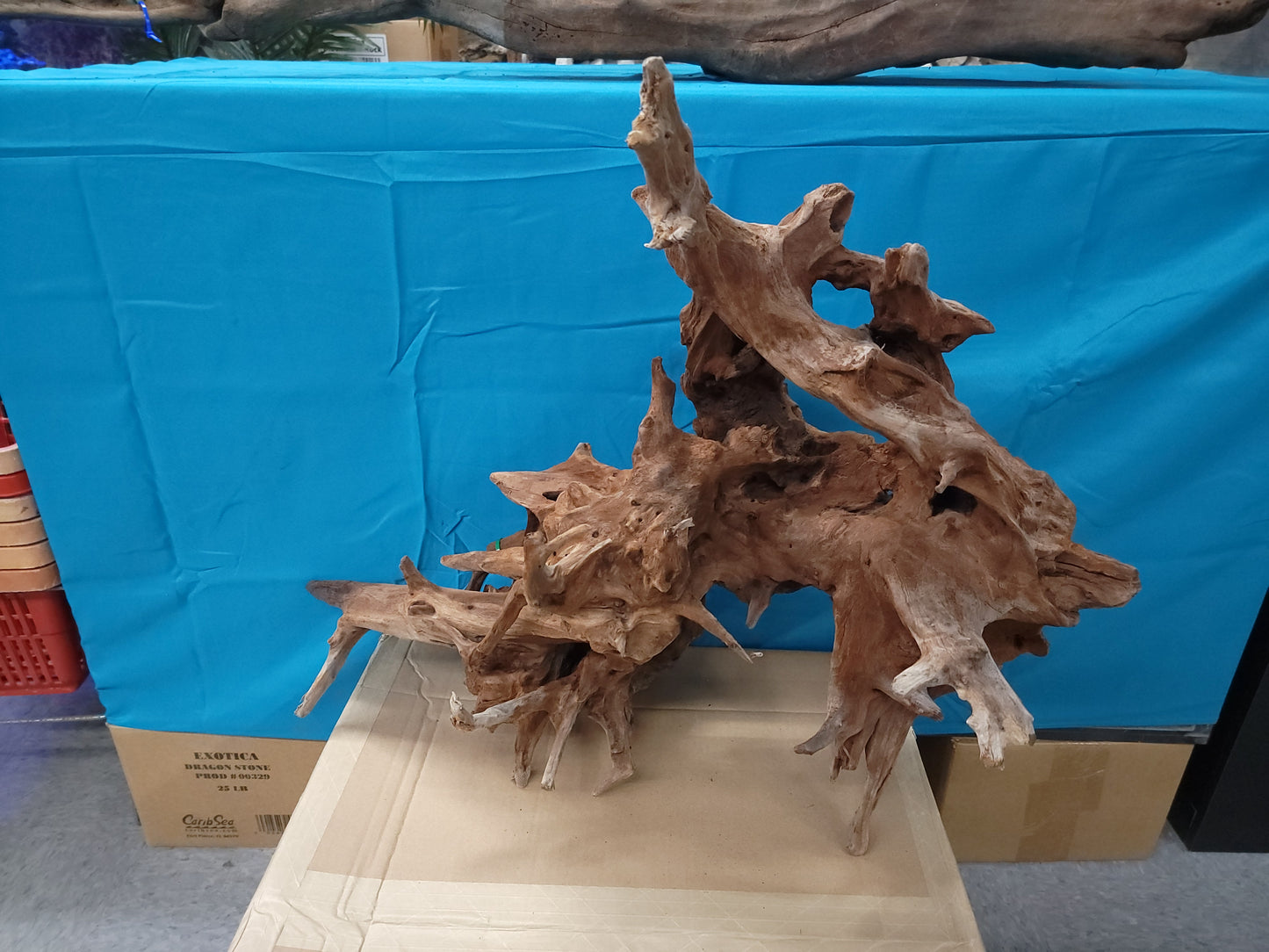 CR Ancient Red Cedar