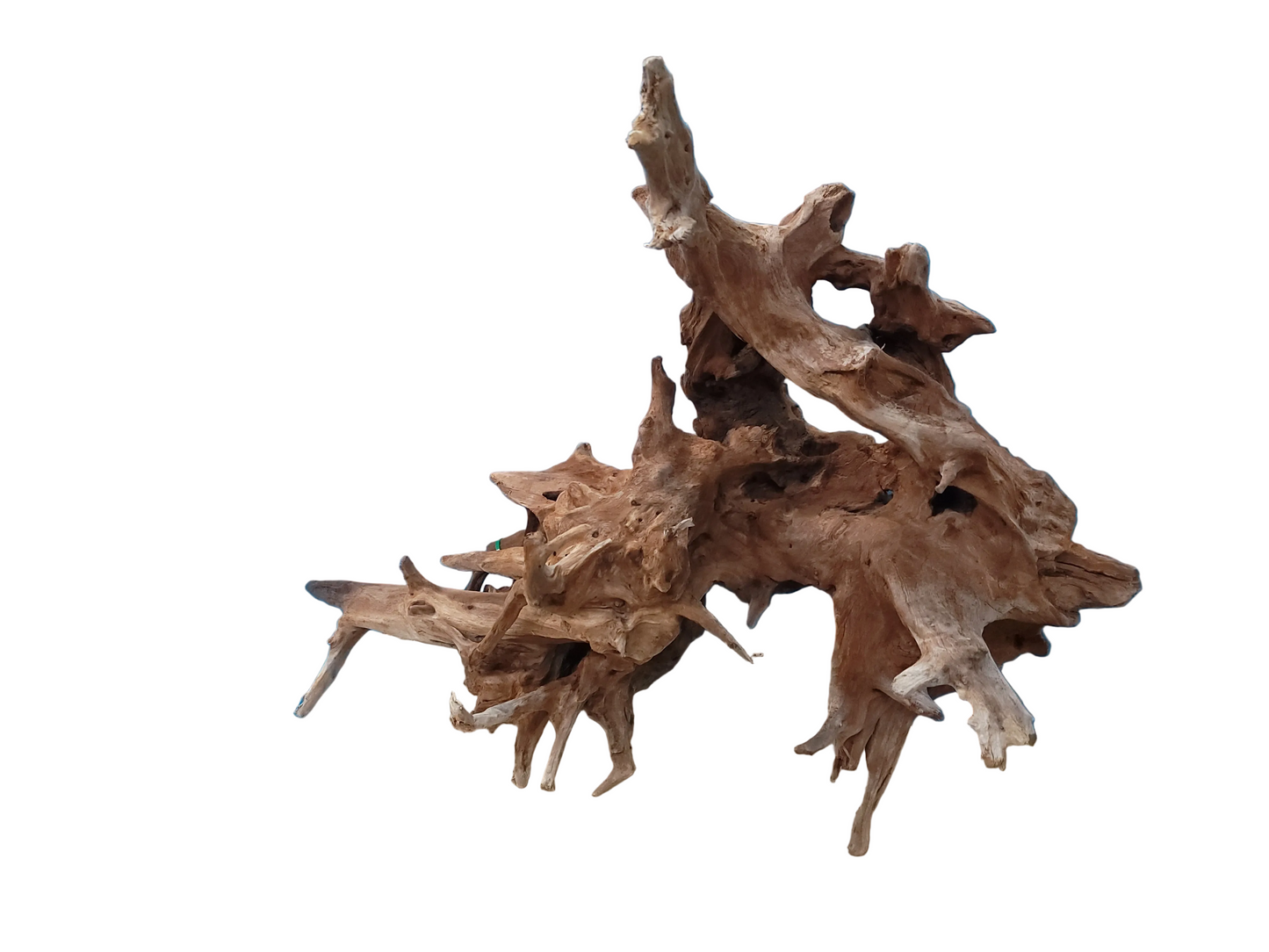 CR Ancient Red Cedar