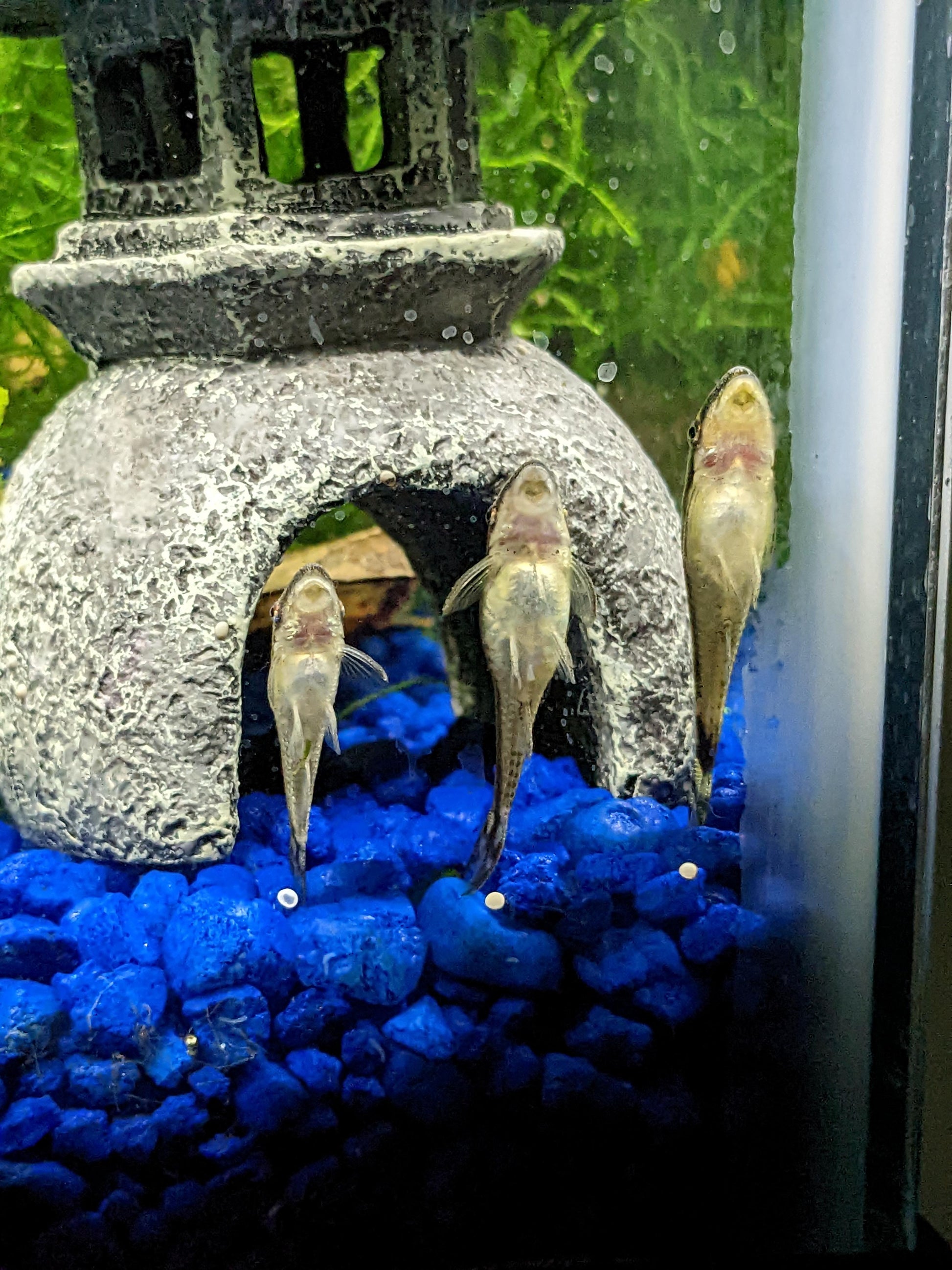 Betta Fish Small Snail Eating Fish LIVE FISH Premium Assorted Twin