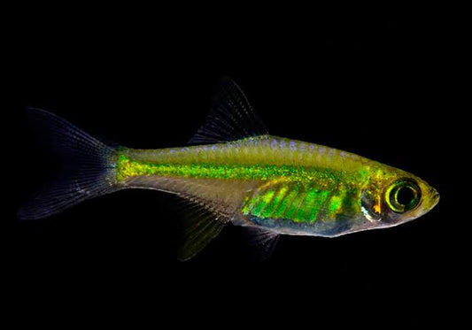 Rasbora - Kubotai - RKAM