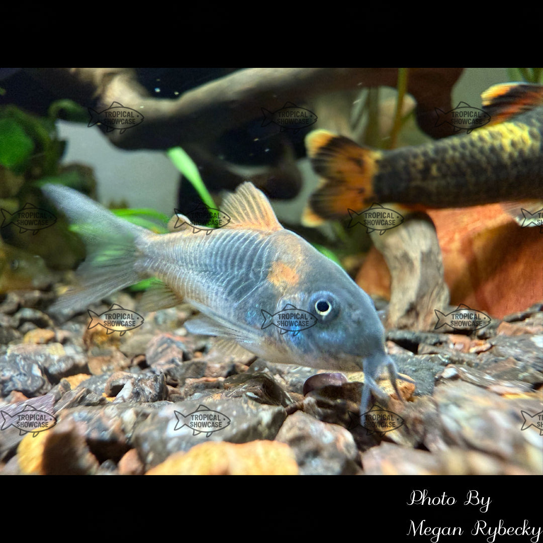 Catfish - Cory Venezuelan Red Sailfin