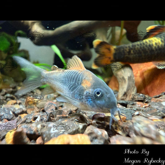 Catfish - Cory Venezuelan Red Sailfin