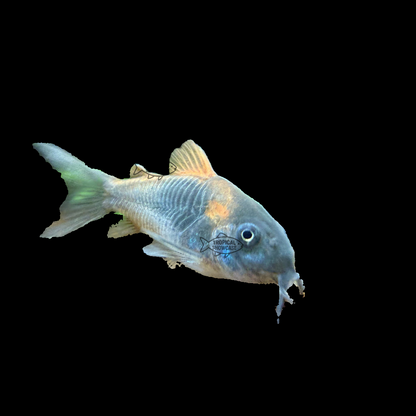 Catfish - Cory Venezuelan Red Sailfin