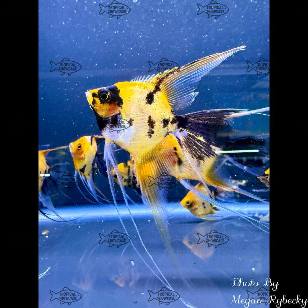 Cichlid - Angel Koi Orange