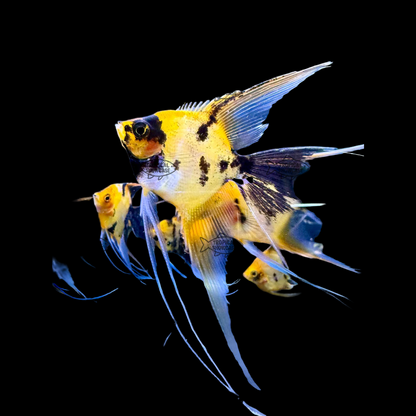 Cichlid - Angel Koi Orange