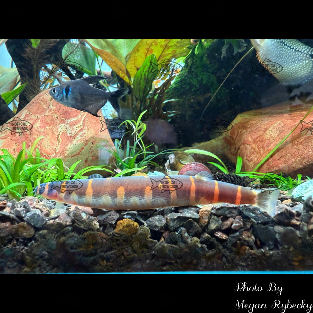 Loach - Kuhli