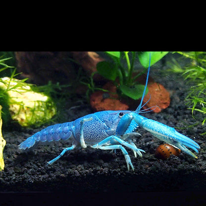 Crayfish - Lobster Blue