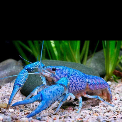 Crayfish - Lobster Blue