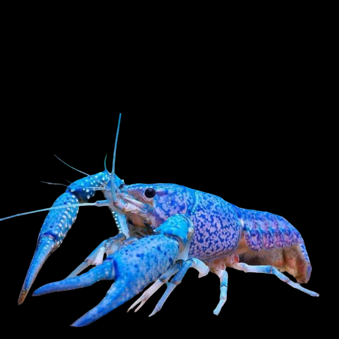 Crayfish - Lobster Blue