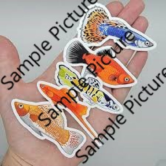 Assorted Fish Stickers