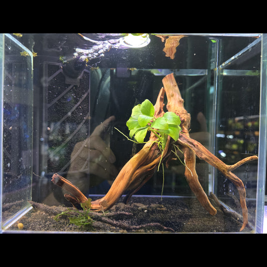 On Decor - Spider Wood & Anubias