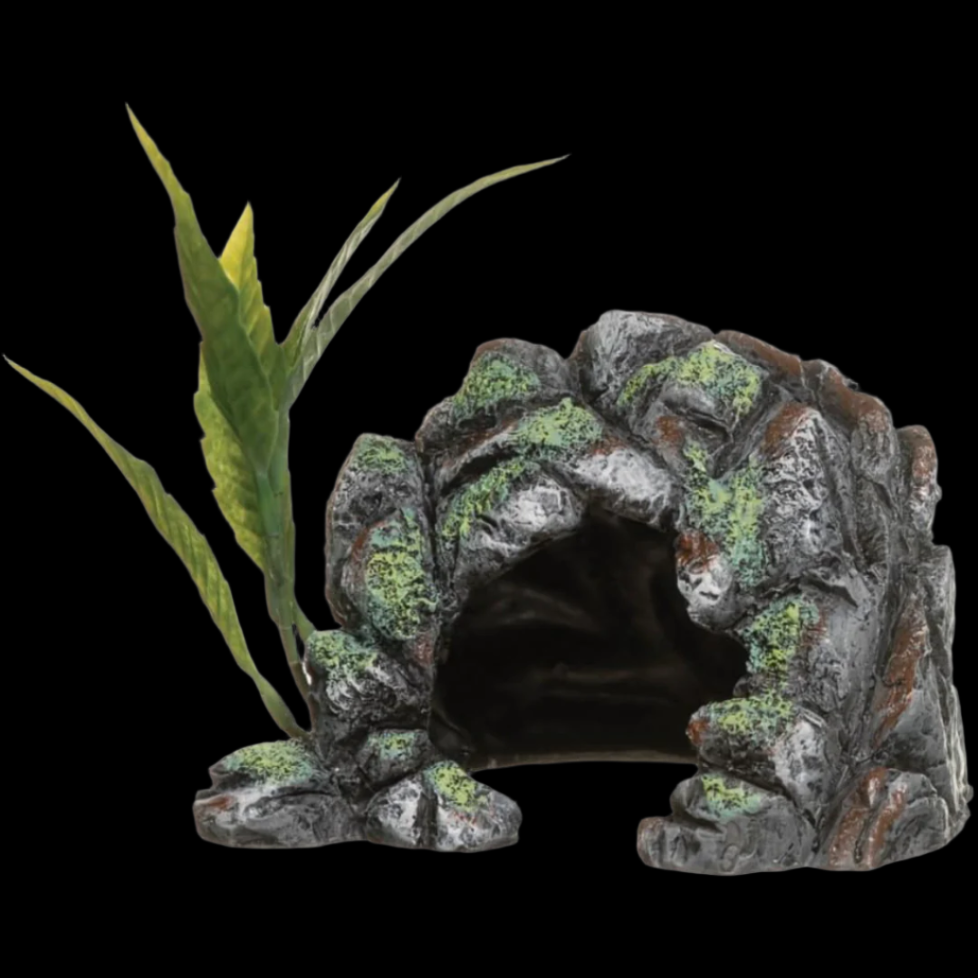 Marina Cave Ornament & Plant