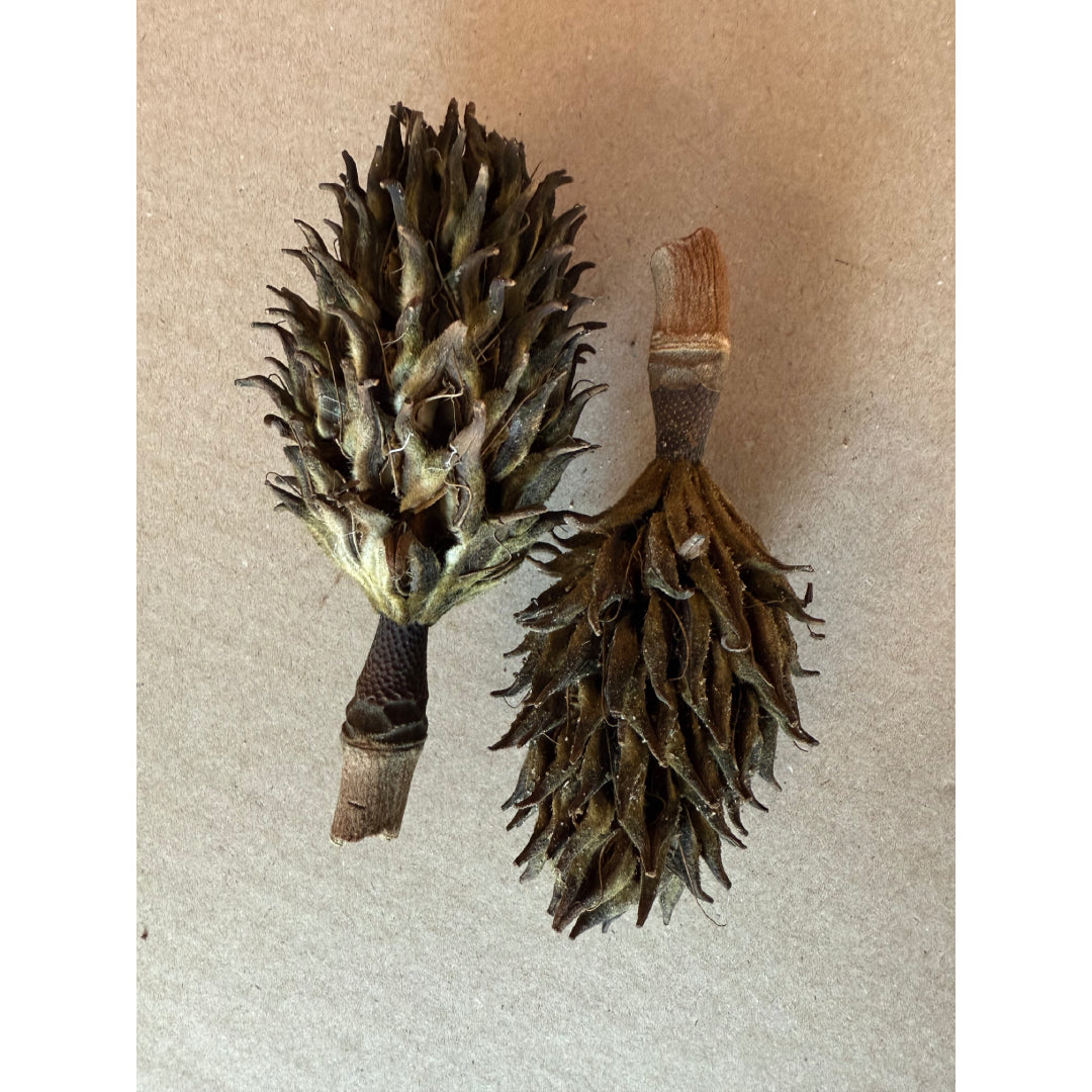 Magnolia Seed Pod