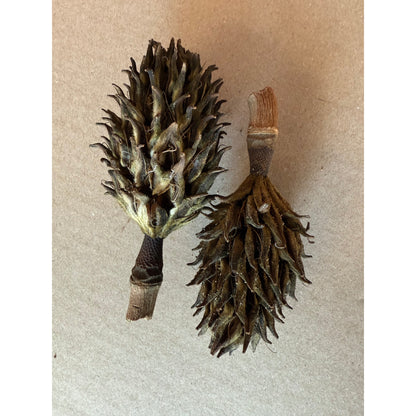 Magnolia Seed Pod